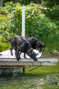 Storm & Indy looking at the ball-1136