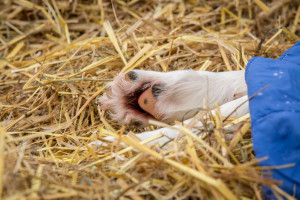 John Beargrease-4082